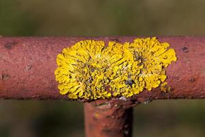 velho líquen seco amarelo na superfície foto