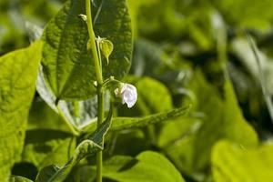 um campo agrícola onde os feijões são cultivados foto