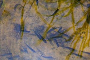 pequenos peixes nadando na água suja lamacenta no lago foto