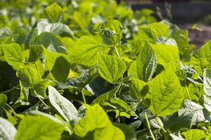 um campo agrícola onde os feijões são cultivados foto