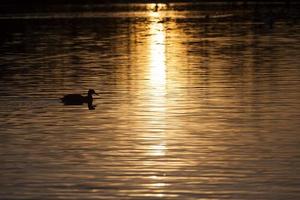 aves selvagens patos em seu habitat natural foto