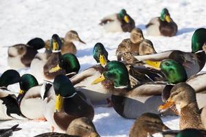 um grande bando de patos que passou o inverno na europa foto