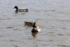 temporada de primavera com patos de aves selvagens foto