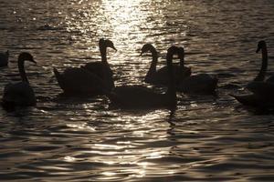 nadando ao amanhecer do sol grupo cisnes foto