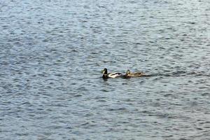 lindos patos de aves aquáticas na primavera ou no verão foto