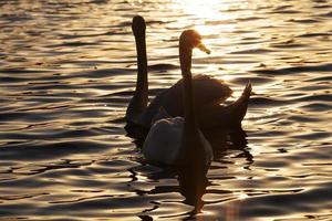 primavera no lago com a família cisne foto