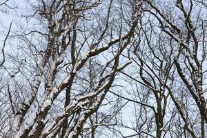 árvores de folha caduca nuas na neve no inverno foto