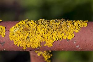 velho líquen seco amarelo na superfície foto