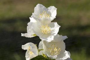 lindas flores de jasmim brancas na primavera foto