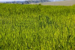 um campo agrícola em que as plantas de cereais são cultivadas foto