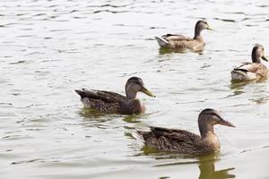 aves aquáticas selvagens no território dos lagos foto