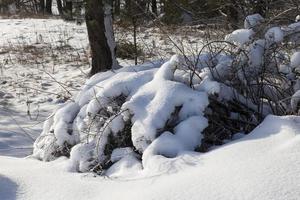 neve deriva na temporada de inverno foto