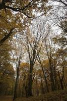 paisagem de árvores de folha caduca na temporada de outono foto