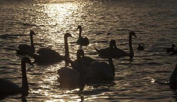 grupo cisne branco foto