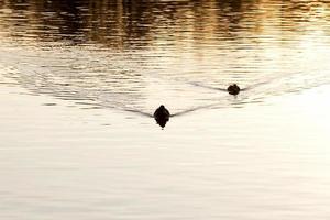 lindos patos de aves aquáticas na primavera ou no verão foto