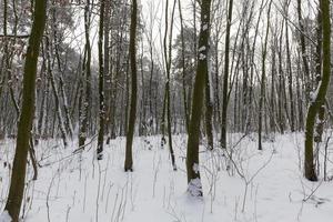 neve profunda e plantas após a última nevasca foto