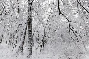 um grande número de árvores decíduas nuas na temporada de inverno foto