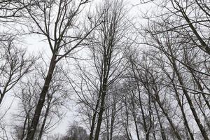 inverno gelado após a queda de neve com árvores de folha caduca nuas foto