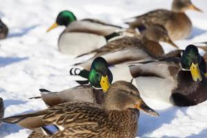 um grande bando de patos que passou o inverno na europa foto