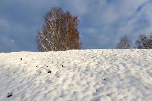 uma árvore solitária crescendo em uma área desértica, a árvore foto