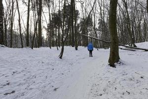 um grande número de árvores decíduas nuas na temporada de inverno foto