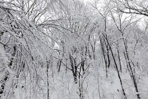 um grande número de árvores decíduas nuas na temporada de inverno foto