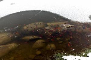 peixes nadando na parte do lago que não está congelada foto
