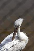 pelicano branco, close-up foto