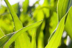 verde linda folhagem de milho close-up agrícola foto