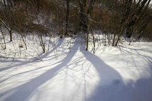 sombras das árvores foto