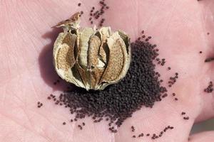 sementes de papoila secas maduras pretas foto