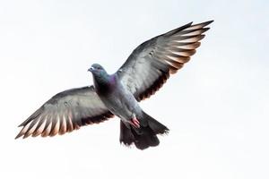 pombo voando no céu foto