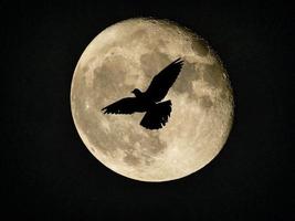 lua e pássaros no céu noturno foto