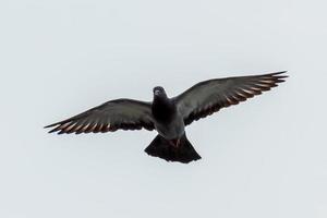 pombo voando no céu foto