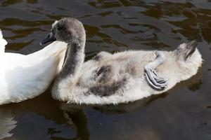 família de cisnes foto