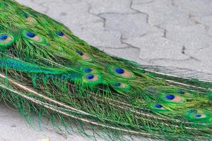 detalhe das cores da cauda de um pavão foto