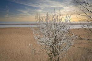 árvore nos juncos no darss. céu dramático à beira-mar. paisagem no mar Báltico. foto