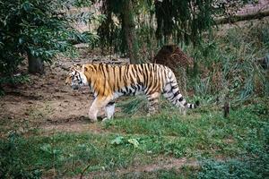 Tigre siberiano. gato grande elegante. predador em perigo. pele listrada branca, preta e laranja foto