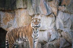 Tigre siberiano. gato grande elegante. predador em perigo. pele listrada branca, preta e laranja foto