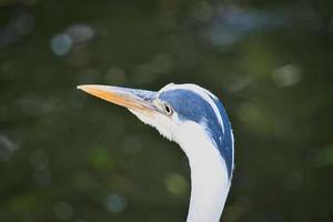 garça cinzenta no retrato. imagem detalhada do pássaro. foto de animais da natureza.