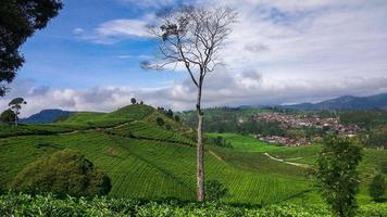vista de uma plantação de chá foto