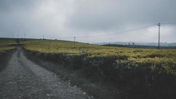 plantação de chá malabar, pangalengan foto