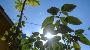 vista de baixo ângulo de plantas contra o lindo nascer do sol foto