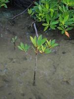 pequena árvore de mangue foto