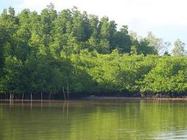 vista da floresta de mangue foto