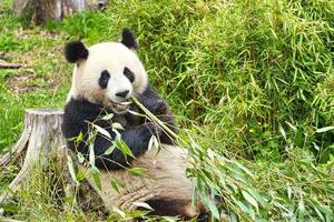 grande panda sentado comendo bambu. espécies em perigo. mamífero preto e branco foto