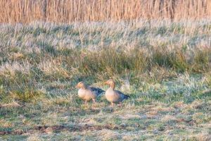 gansos selvagens em um prado ao pôr do sol na atmosfera da noite. aves migratórias foto