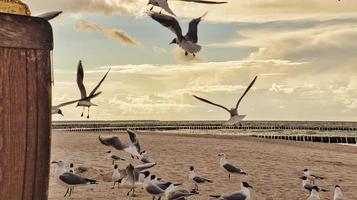 cadeira de praia na areia à beira-mar. o som das ondas e das gaivotas foto