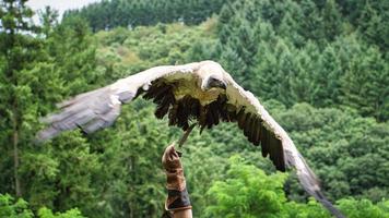 abutre na luva do falcoeiro pronto para voar em close-up. colossal grande pássaro foto