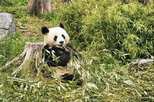 grande panda sentado comendo bambu. espécies em perigo. mamífero preto e branco foto